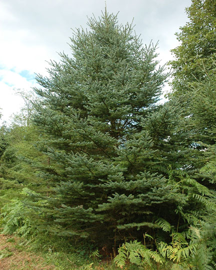 Picea glauca (White Spruce)